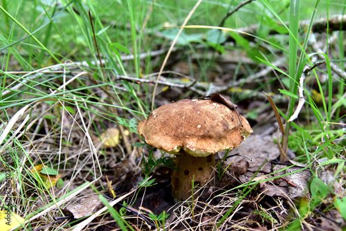 Old white mushroom grows in forest. Season for picked gourmet mushrooming.