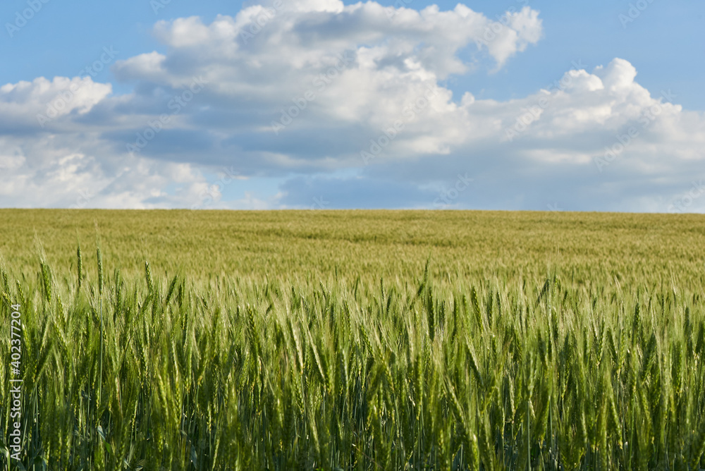 Clouds over the green wheat field in summer Clouds over the green wheat field in summer