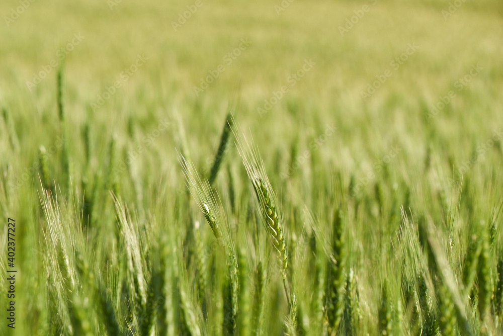 The ears of green wheat on the field close-up The ears of green wheat on the field close-up