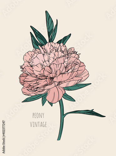Vector big vintage blossoming pink peony bud and a few green leaves. Flower with a black stroke on a brown background in the color of old craft paper. Artwork for the design of banners or packaging.