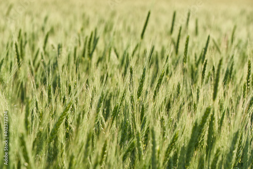 The ears of green wheat on the field close-up