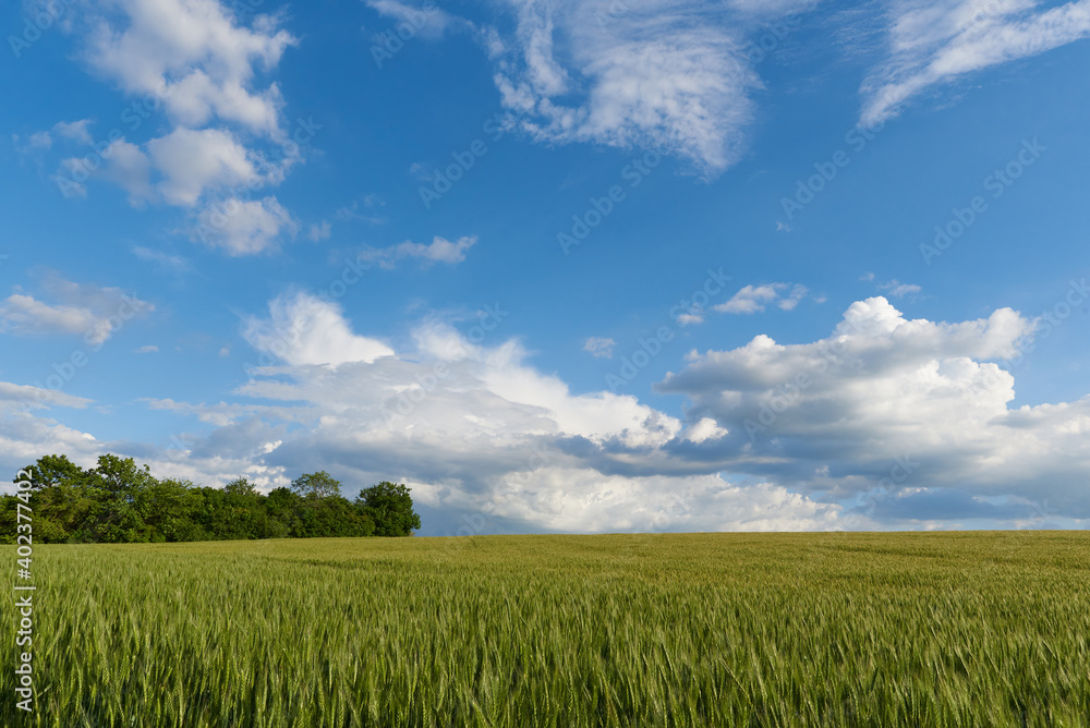 Clouds over the green wheat field in summer