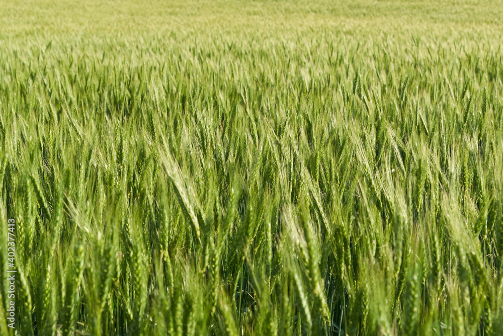 The ears of green wheat on the field close-up