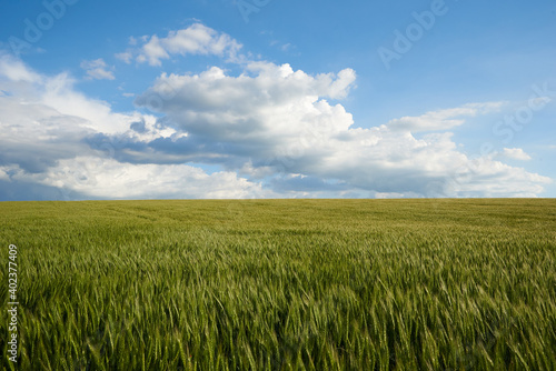 Clouds over the green wheat field in summer