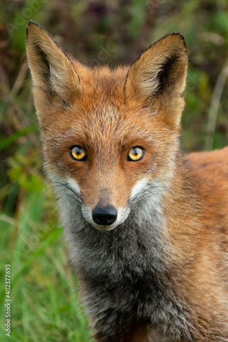 Red fox portrait