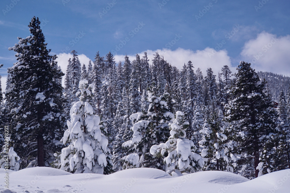 Magical winter landscape scene of snow covered trees after a big snow storm
