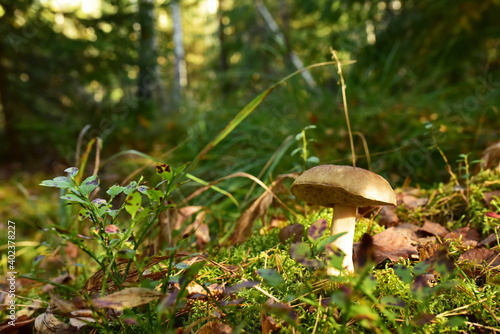 Birch bolete. Edible brown cap boletus among the grass and moss in autumn forest. Awesome fungus Aspen Mushroom against the background of green vegetation. Rough-stemmed bolete grows in in wildlife