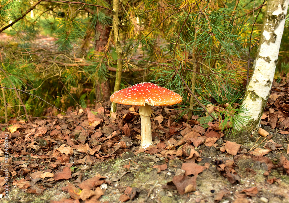 Red mushroom amanita toxic, also called panther cap. False blusher amanita mushroom in the forest against the background of green vegetation Red mushroom amanita toxic, also called panther cap. False blusher amanita mushroom in the forest against the background of green vegetation