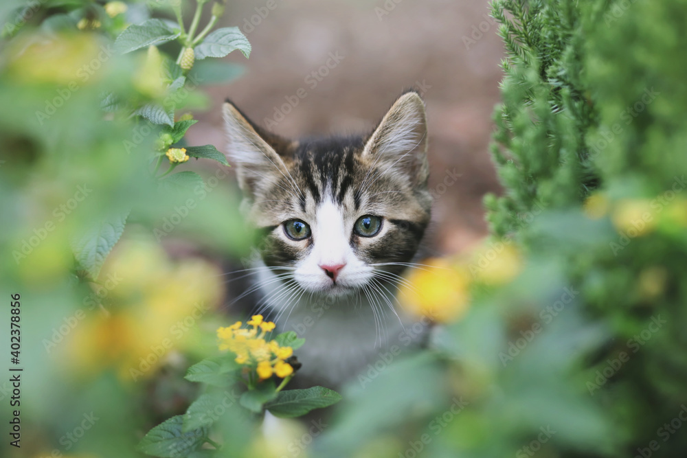 Fototapeta premium Kitten