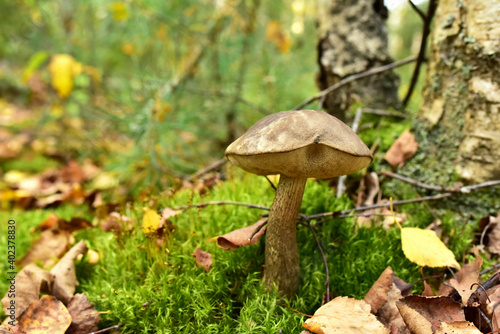 Birch bolete. Edible brown cap boletus among the grass and moss in autumn forest. Awesome fungus Aspen Mushroom against the background of green vegetation. Rough-stemmed bolete grows in in wildlife