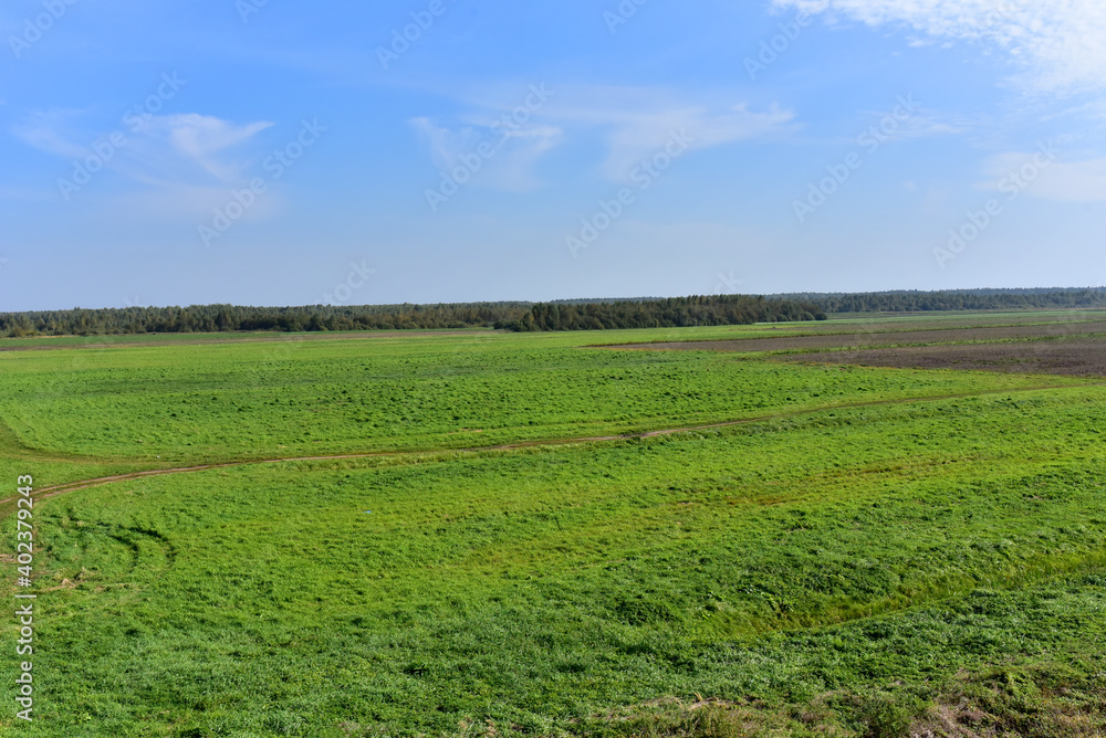 View of the green agricultural field. Farming concept