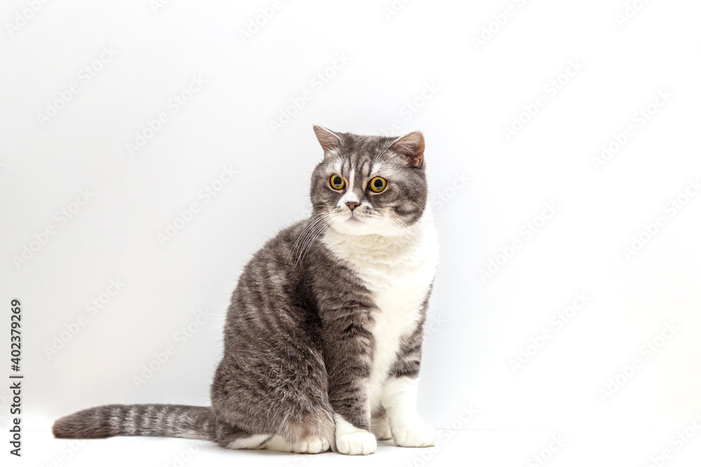 A large British shorthair gray and white cat is on white background. The cat is sitting. Full-length photograph.