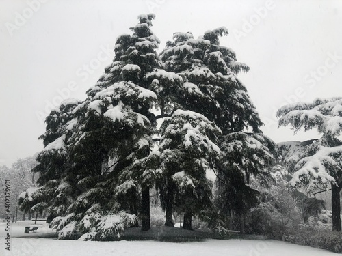 pines under the snow in Milan