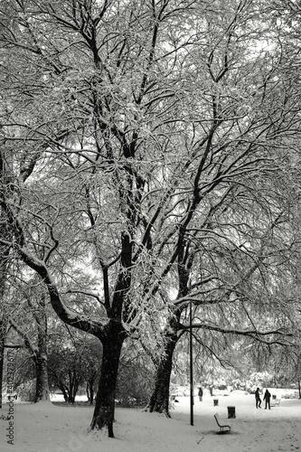 trees in the snow