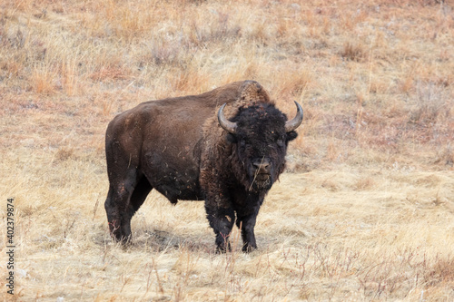 American Bison