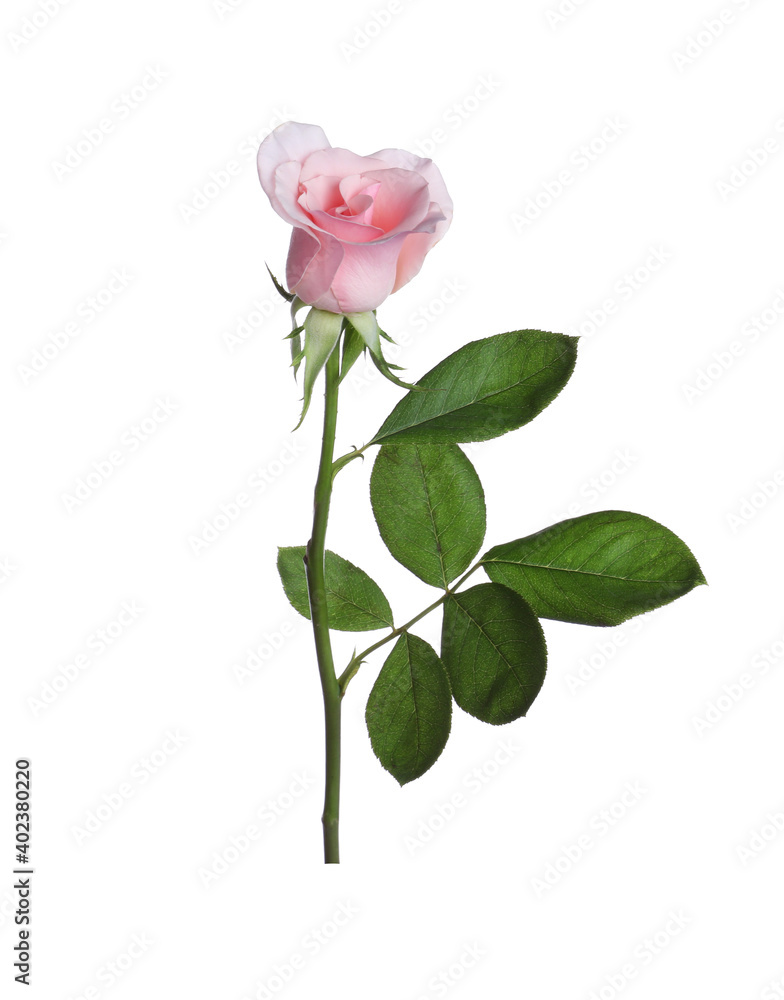 Blooming pink rose isolated on white. Beautiful flower