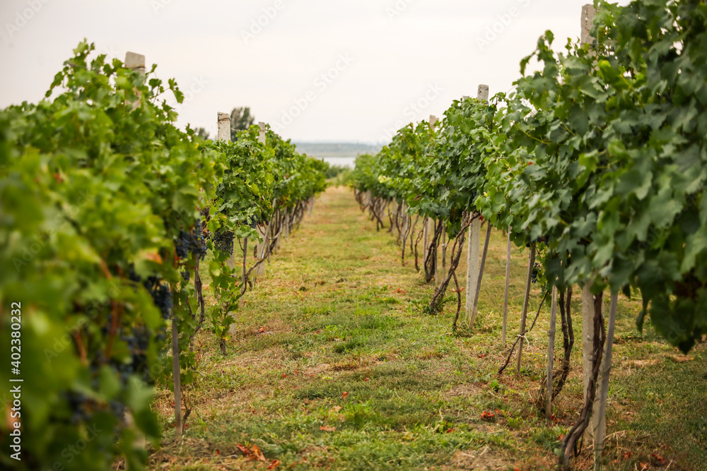 Beautiful view of vineyard with ripening grapes