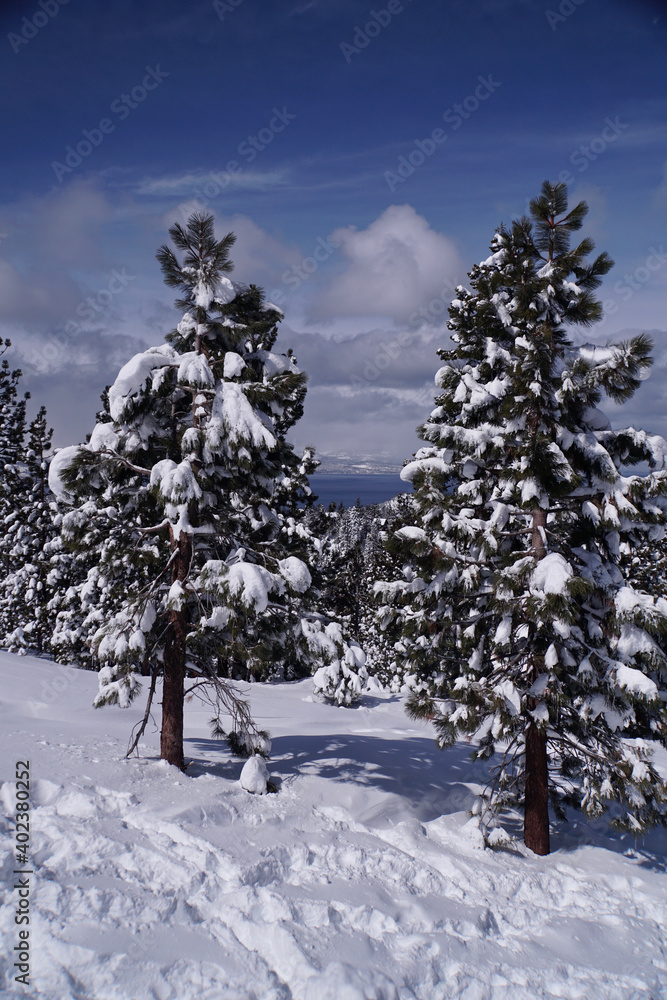 Fototapeta premium Magical winter landscape scene of snow covered trees after a big snow storm