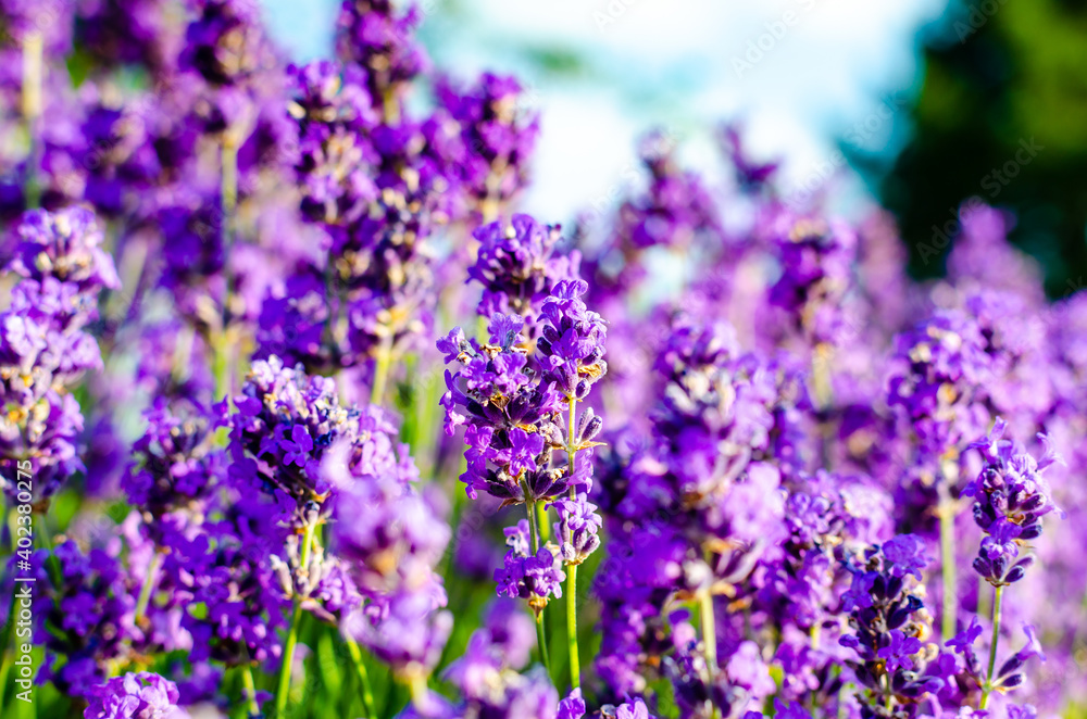 Lavender field. Flowers with blurred background Lavender field. Flowers with blurred background