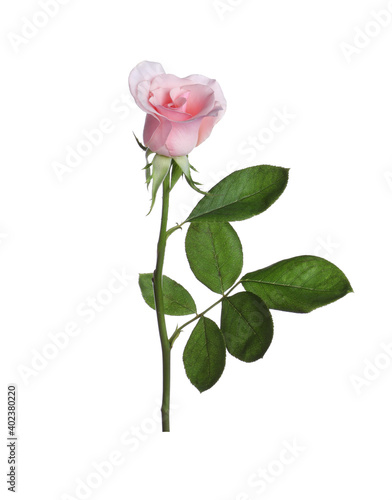 Blooming pink rose isolated on white. Beautiful flower