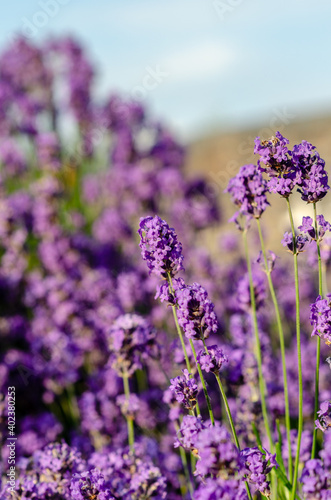 Fototapeta Naklejka Na Ścianę i Meble -  lavender flowers with blurred background.  Vertical photo.