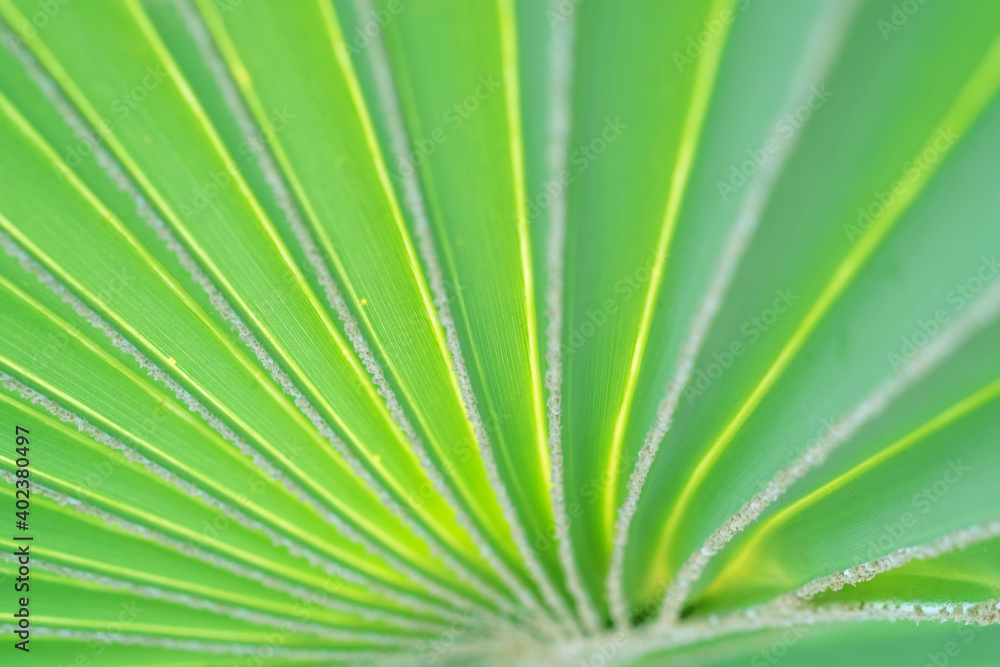 Selective focus close up view of beautiful green palm leaf on natural background. Selective focus close up view of beautiful green palm leaf on natural background.
