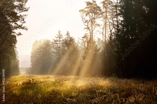Morning mist in the forest