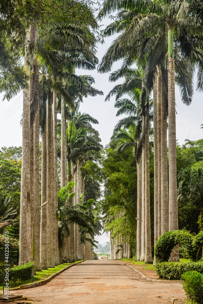 A botanic garden in the eastern region of Ghana.
