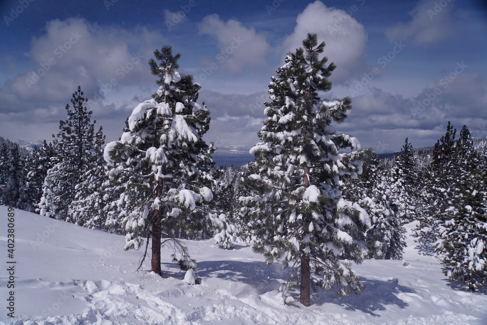 Pretty winter landscape scene after a snow storm, with snow covered trees and field Pretty winter landscape scene after a snow storm, with snow covered trees and field