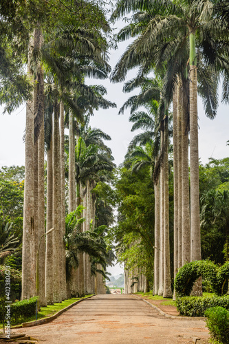 Cuadro en lienzo A botanic garden in the eastern region of Ghana.