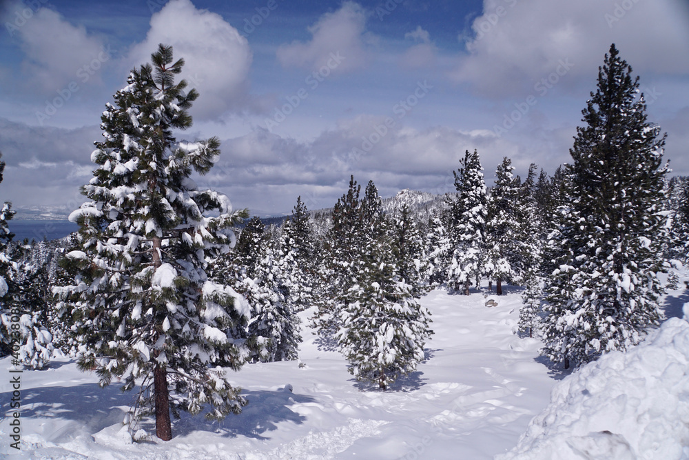 Fototapeta premium Pretty winter landscape scene of snow covered trees in a meadow, with a lake in the background