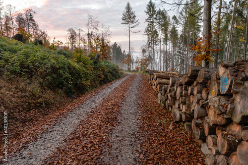 Nebelwald
