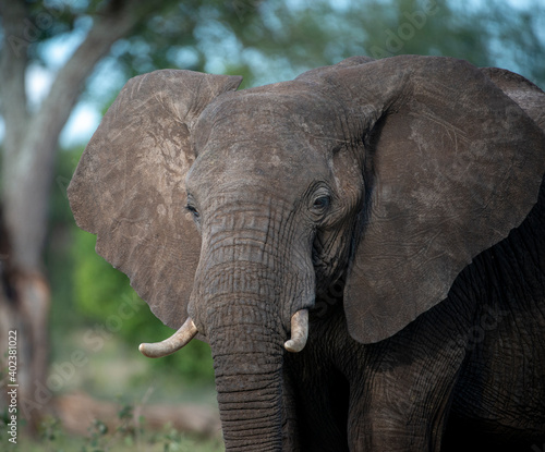 Elephant Portrait, Africa