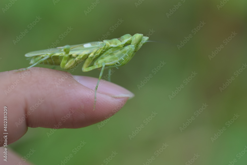praying mantis on a finger
