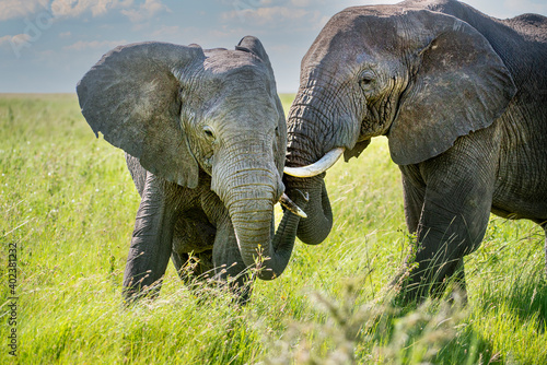 Photography Elephants Coummunicating, Serengeti