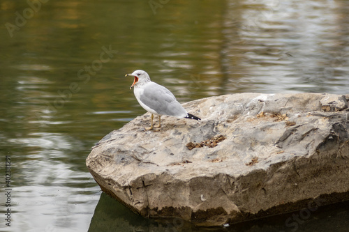 Gull bird opening mouth standing on the stone over the water bank. photo