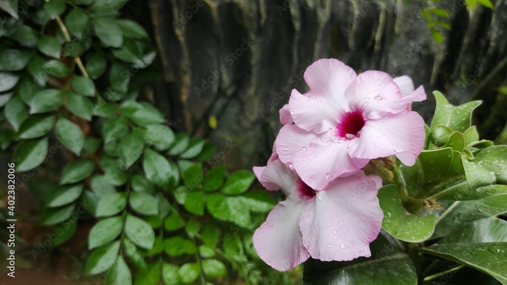 pink rose bush pink rose bush
