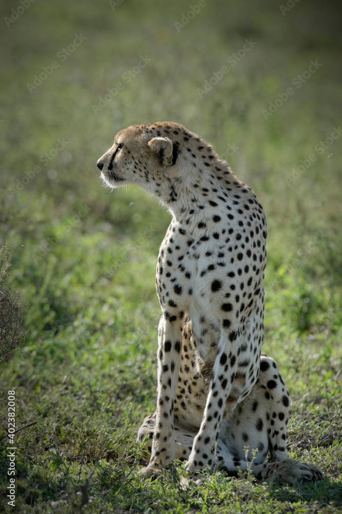 Naklejka premium Cheetah Portrait