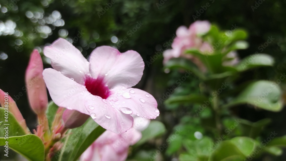Frangipani flowers that bloom when it rains in Jakarta, Indonesia Frangipani flowers that bloom when it rains in Jakarta, Indonesia