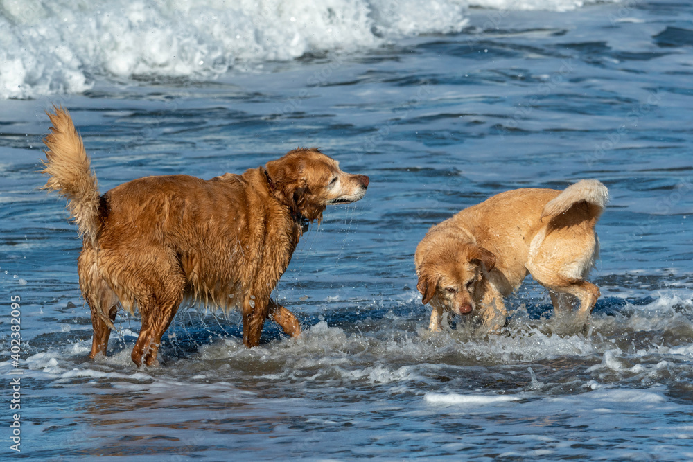 Two golden retrievers playing in the ocean