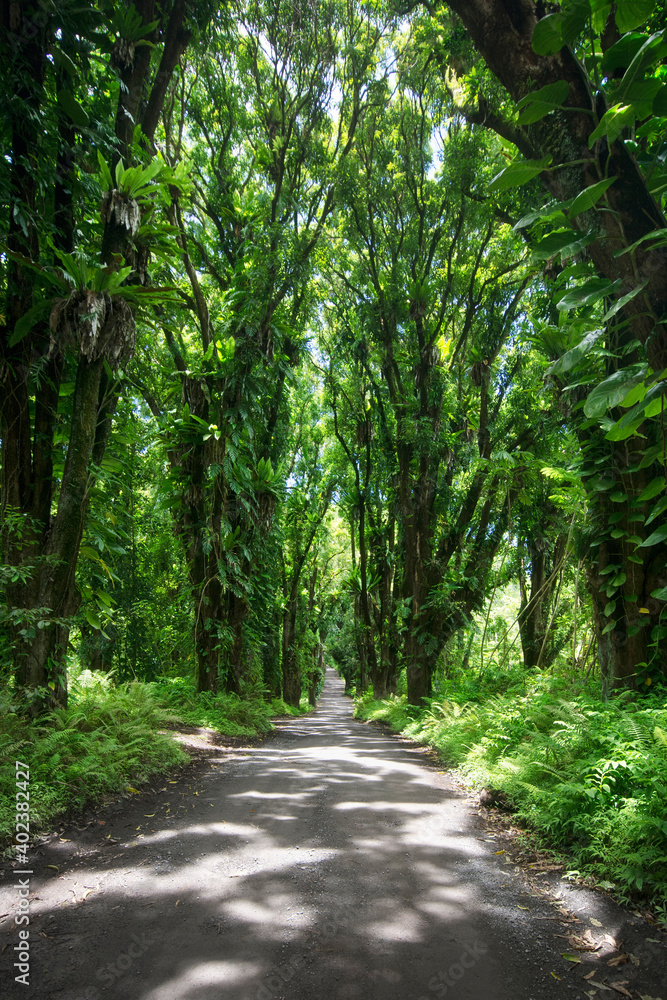 Road through jungle vegetation. Puna, Big Island, Hawaii Road through jungle vegetation. Puna, Big Island, Hawaii