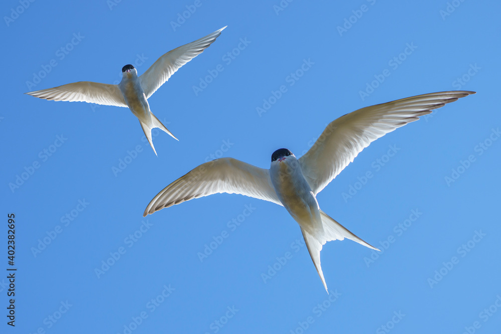 Seagull in the sky