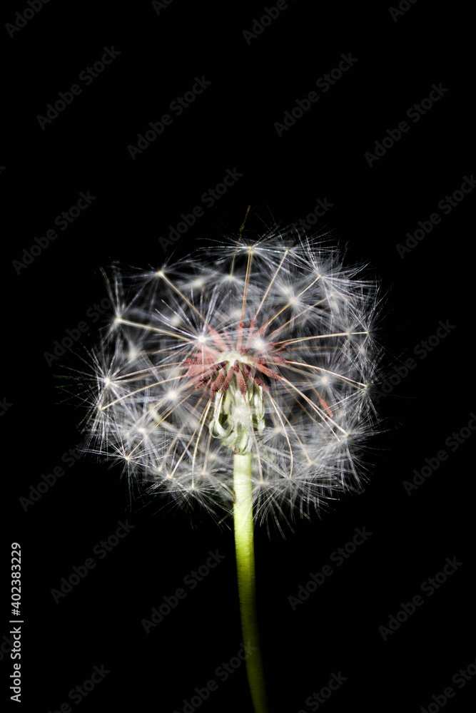 Fototapeta premium dandelion seeds on black