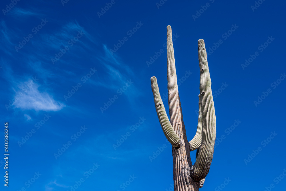 Large saguaro cactus against sky with painted clouds Large saguaro cactus against sky with painted clouds