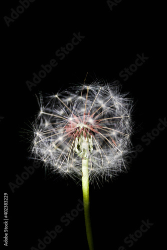 dandelion seeds on black