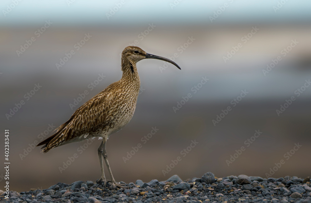 Obraz premium Iceland birds