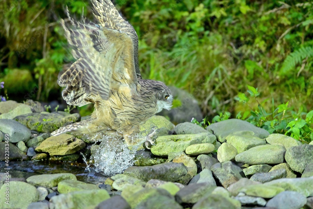 手ぶらで勢いよく飛び出してきたシマフクロウオス@知床、北海道 手ぶらで勢いよく飛び出してきたシマフクロウオス@知床、北海道