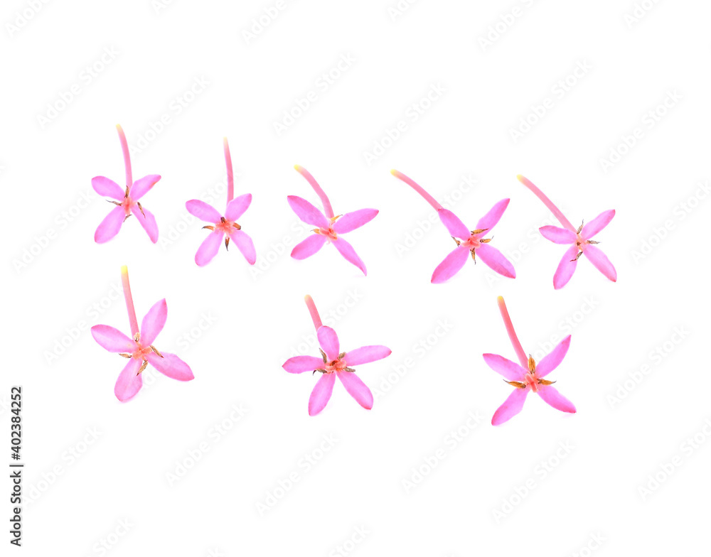 Red lxora flower isolated on white background Red lxora flower isolated on white background