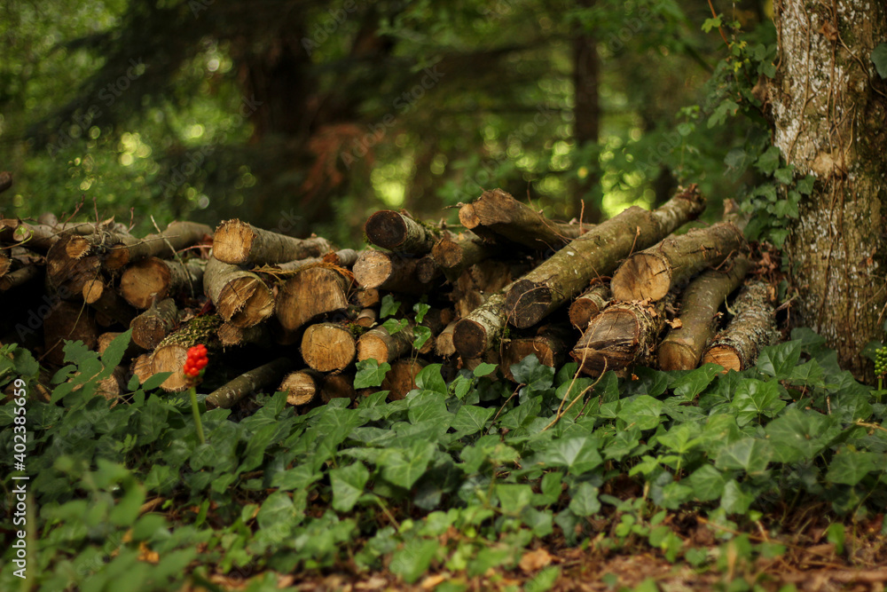 Ökologische Baumstämme im Wald, gefällt vom Förster. Schöner grüner Natur Hintergrund mit Efeu. Ökologische Baumstämme im Wald, gefällt vom Förster. Schöner grüner Natur Hintergrund mit Efeu.