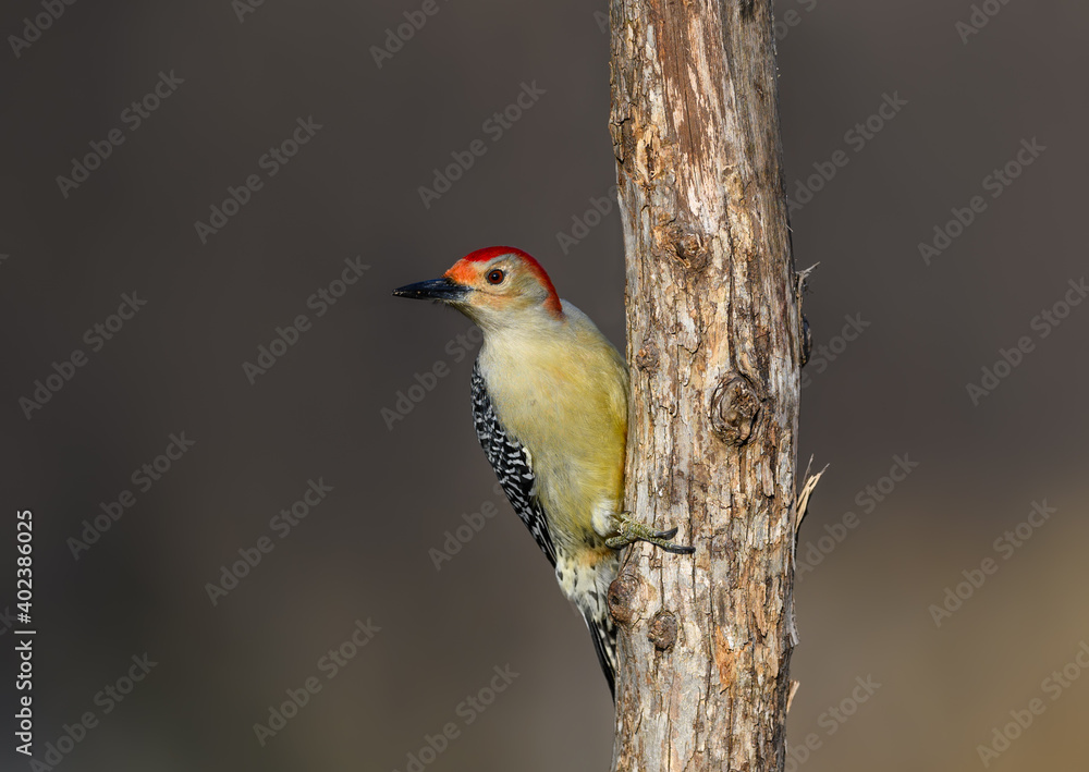 Fototapeta premium Red-bellied Woodpecker on Tree Trunk against Dark Background in Fall, Portrait